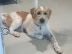 Adopt Mayer a Wirehaired Terrier, Patterdale Terrier / Fell Terrier