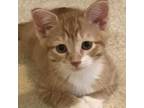 Adopt Finn a Domestic Short Hair