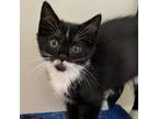 Adopt Tierney a Domestic Short Hair