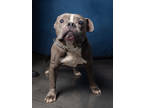 Adopt Sully a Pit Bull Terrier, Mixed Breed