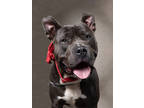 Adopt Choco a Pit Bull Terrier, Mixed Breed