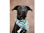 Adopt Leroy a Labrador Retriever, Mixed Breed