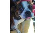 Adopt Poncho - IN FOSTER a Boston Terrier, Mixed Breed