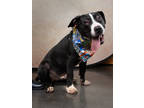 Adopt Crescent a Pit Bull Terrier, Mixed Breed