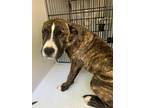 Adopt Amadeo a Pit Bull Terrier, Mixed Breed