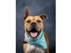 Adopt Dowser a Pit Bull Terrier, Mixed Breed