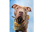Adopt Chocolat a Pit Bull Terrier, Mixed Breed
