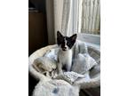 Adopt Tiramisu- IN FOSTER a Domestic Short Hair