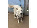 Adopt Ahi a Mixed Breed