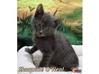 Adopt Shaquille ONeal a Russian Blue, Domestic Short Hair