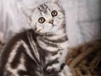 Dacota Scottish Straight Male Black Silver Tabby