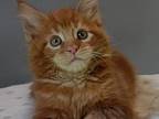 Roni Maine Coon Male Red Tabby