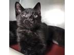 Adopt Vader a Domestic Short Hair