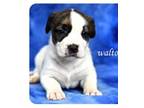 Adopt Bean a Boxer, Pit Bull Terrier