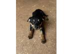 Adopt Ace a German Shepherd Dog, Australian Cattle Dog / Blue Heeler