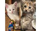 Adopt Frost and Forest a Domestic Short Hair