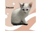 Adopt Dagon a Domestic Short Hair
