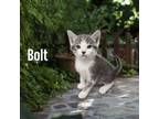 Adopt Bolt a Domestic Short Hair