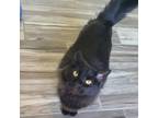 Adopt Jack Jack (Bonded to Roman) a Domestic Long Hair