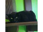 Adopt Roman (Bonded to Jack Jack) a Domestic Short Hair