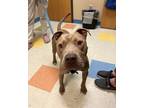 Adopt Adonis Lee a Pit Bull Terrier