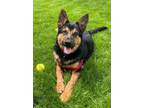 Adopt Rolf a German Shepherd Dog, Mixed Breed