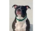 Adopt Cosmo a Pit Bull Terrier, Mixed Breed