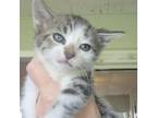 Adopt Camilo a Domestic Short Hair