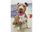 Adopt Crusher a Pit Bull Terrier, Mixed Breed