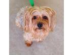 Adopt Leo a Yorkshire Terrier