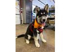 Adopt Kingston a Husky