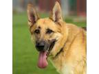 Adopt Diesel a German Shepherd Dog