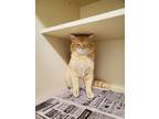 Adopt Carrot a Domestic Short Hair