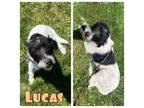 Adopt Lucas a Schnauzer, Terrier