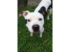 Adopt Chance a Pit Bull Terrier