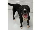 Adopt Diego a Border Collie, Pit Bull Terrier