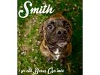 Adopt Smith a Black Mouth Cur, Boxer