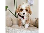 Cavapoo Puppy for sale in Madison, WI, USA