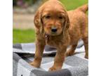 Golden Irish Puppy for sale in Shedd, OR, USA