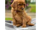 Golden Irish Puppy for sale in Shedd, OR, USA