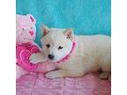 Shiba Inu Puppy for sale in Kearney, NE, USA