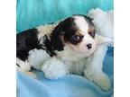 Cavalier King Charles Spaniel Puppy for sale in Kearney, NE, USA