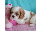 Cavalier King Charles Spaniel Puppy for sale in Kearney, NE, USA