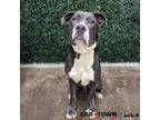 Adopt Greyson a Pit Bull Terrier, Great Dane