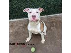 Adopt Smitty a Pit Bull Terrier