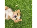 Shih Tzu Puppy for sale in Winter Park, FL, USA