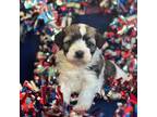 Havanese Puppy for sale in Dunn, NC, USA