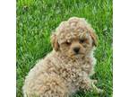 Maltipoo Puppy for sale in Perry, MI, USA