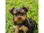 Yorkshire Terrier Puppy for sale in Perry, MI, USA