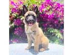 Mutt Puppy for sale in Fresno, CA, USA
